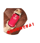 犬すたんぷ 
愛しのレオン君♪（個別スタンプ：16）