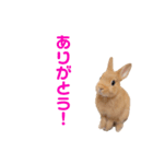 うさぎのとんかつ②（個別スタンプ：7）