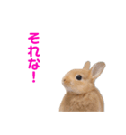 うさぎのとんかつ②（個別スタンプ：12）