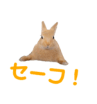 うさぎのとんかつ②（個別スタンプ：13）