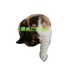 茶々の日常2018（個別スタンプ：2）