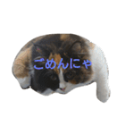 茶々の日常2018（個別スタンプ：6）
