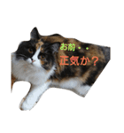 茶々の日常2018（個別スタンプ：10）