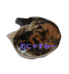 茶々の日常2018（個別スタンプ：11）