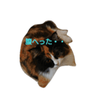 茶々の日常2018（個別スタンプ：12）