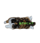 茶々の日常2018（個別スタンプ：27）