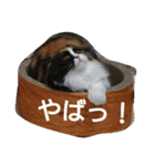 茶々の日常2018（個別スタンプ：36）