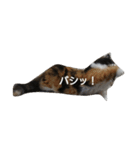 茶々の日常2018（個別スタンプ：39）