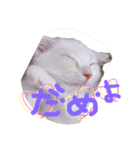 ラヴたんと時々ひよ②（個別スタンプ：6）