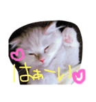 ラヴたんと時々ひよ②（個別スタンプ：8）