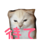 ラヴたんと時々ひよ②（個別スタンプ：10）