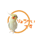 ちょびまるスタンプ（個別スタンプ：1）
