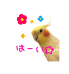 ちょびまるスタンプ（個別スタンプ：2）