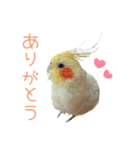 ちょびまるスタンプ（個別スタンプ：5）