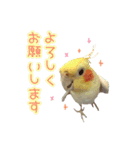 ちょびまるスタンプ（個別スタンプ：6）