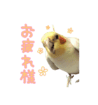 ちょびまるスタンプ（個別スタンプ：7）