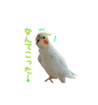 ちょびまるスタンプ（個別スタンプ：11）
