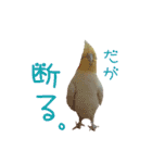 ちょびまるスタンプ（個別スタンプ：12）