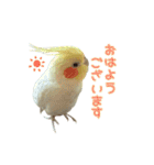 ちょびまるスタンプ（個別スタンプ：13）