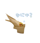 ちょびまるスタンプ（個別スタンプ：16）