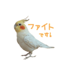 ちょびまるスタンプ（個別スタンプ：22）