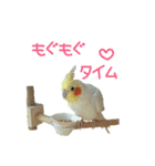 ちょびまるスタンプ（個別スタンプ：23）