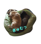 ダックスの居る日々（個別スタンプ：5）