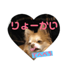 チワワの日々2(茶々丸)（個別スタンプ：5）