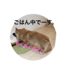 チワワの日々2(茶々丸)（個別スタンプ：9）