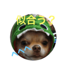 チワワの日々2(茶々丸)（個別スタンプ：10）