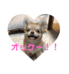 チワワの日々2(茶々丸)（個別スタンプ：11）