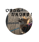 チワワの日々2(茶々丸)（個別スタンプ：12）