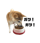 柴犬マコと、（個別スタンプ：1）