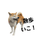 柴犬マコと、（個別スタンプ：2）