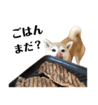 柴犬マコと、（個別スタンプ：4）