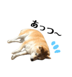 柴犬マコと、（個別スタンプ：5）