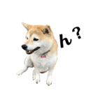 柴犬マコと、（個別スタンプ：6）