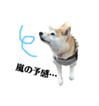 柴犬マコと、（個別スタンプ：7）