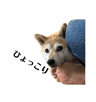 柴犬マコと、（個別スタンプ：8）