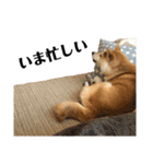 柴犬マコと、（個別スタンプ：9）