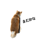 柴犬マコと、（個別スタンプ：10）