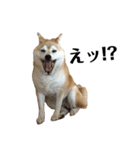 柴犬マコと、（個別スタンプ：12）