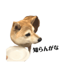 柴犬マコと、（個別スタンプ：13）
