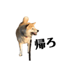 柴犬マコと、（個別スタンプ：14）