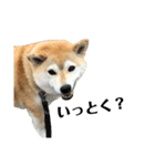 柴犬マコと、（個別スタンプ：15）