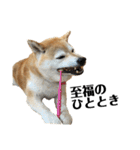 柴犬マコと、（個別スタンプ：16）