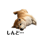 柴犬マコと、（個別スタンプ：17）