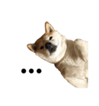 柴犬マコと、（個別スタンプ：21）