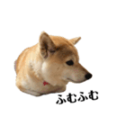 柴犬マコと、（個別スタンプ：22）