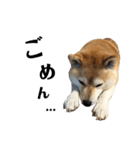 柴犬マコと、（個別スタンプ：23）